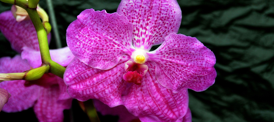 Des orchidées en tout genre