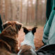 camping avec son chien