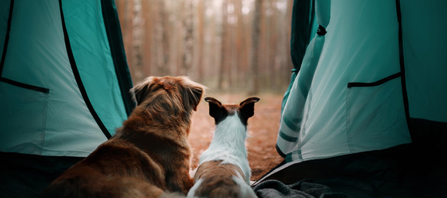 camping avec son chien