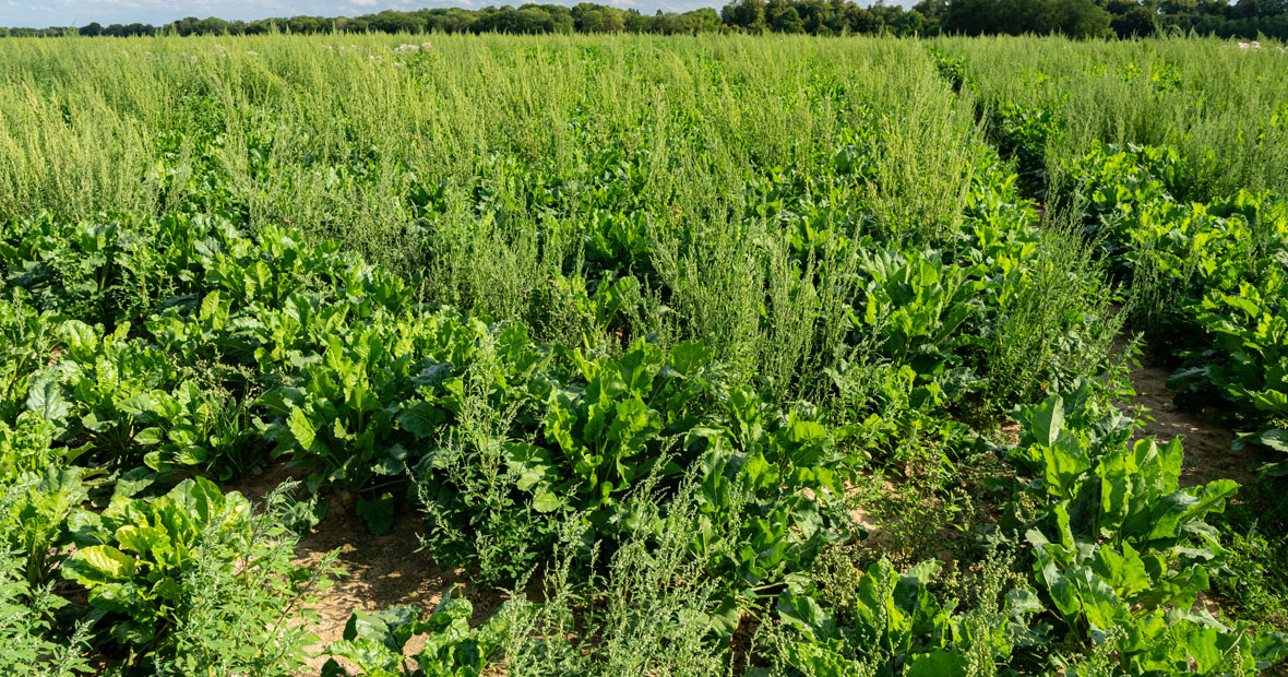 couverts végétaux bio